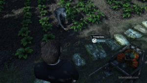 Footprints on the ground that can be examined.